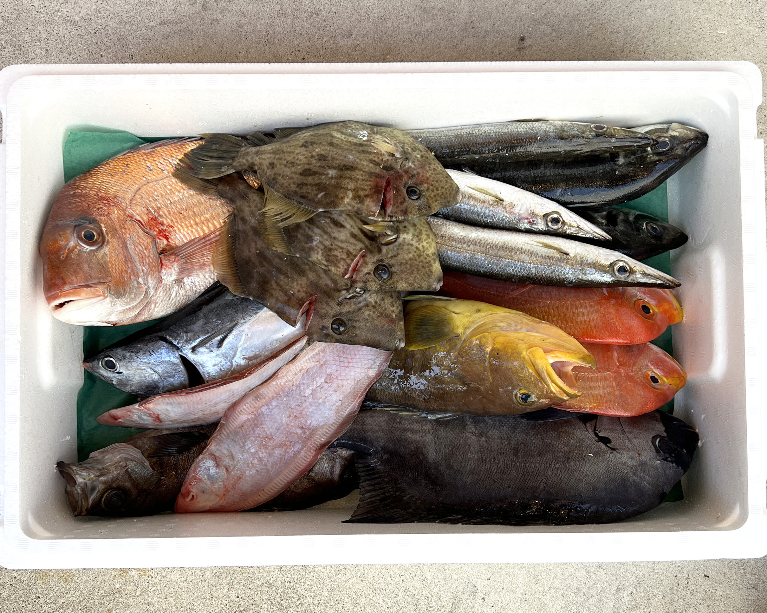豊後水道のビックリ鮮魚ボックス! 【公式通販】