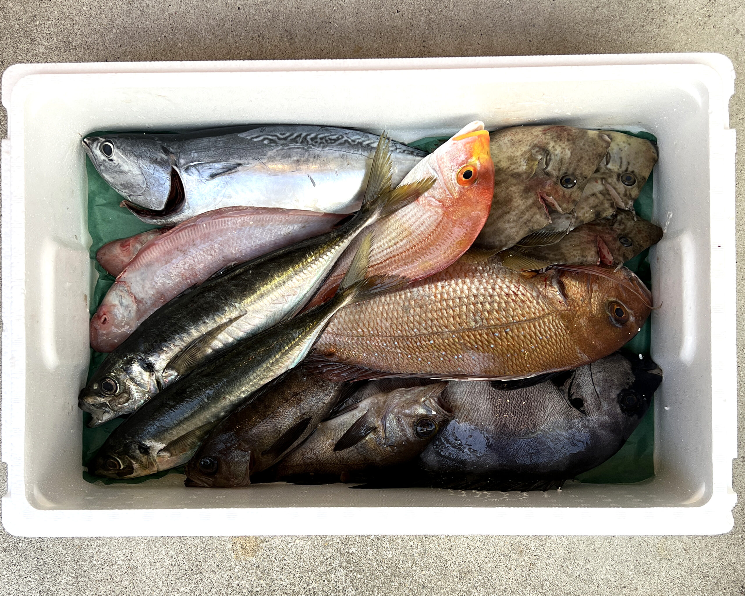 天然鮮魚ボックス 7kg - 九州・玄界灘の魚の仕入れなら片山水産〜飲食店卸専門〜